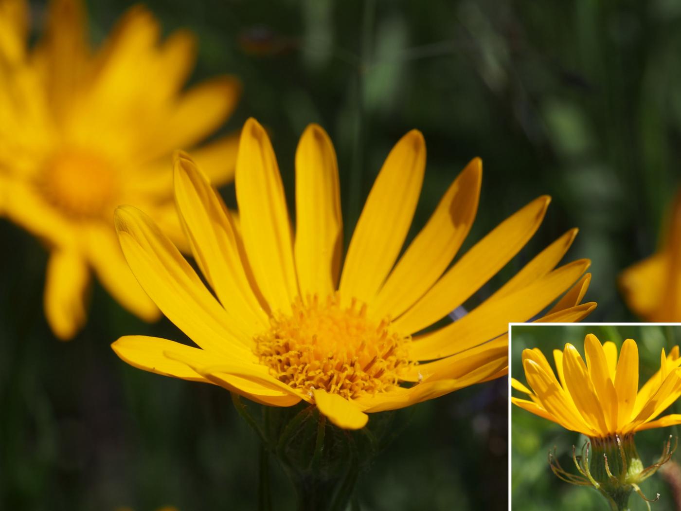 Ragwort, Chamois flower